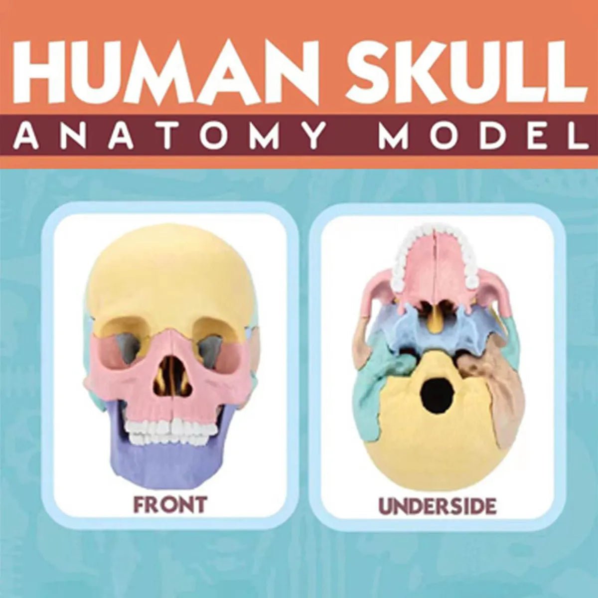 Cráneo Anatómico Didáctico Armable 4D Educativo 15 Piezas - Martina Baby & Kids